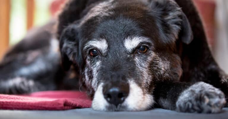 A senior dog rests
