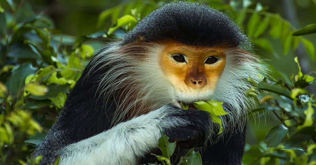 Animals that Sweat - Old World Monkey