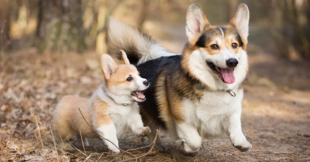 Old and young Pembroke welsh corgis on a walk
