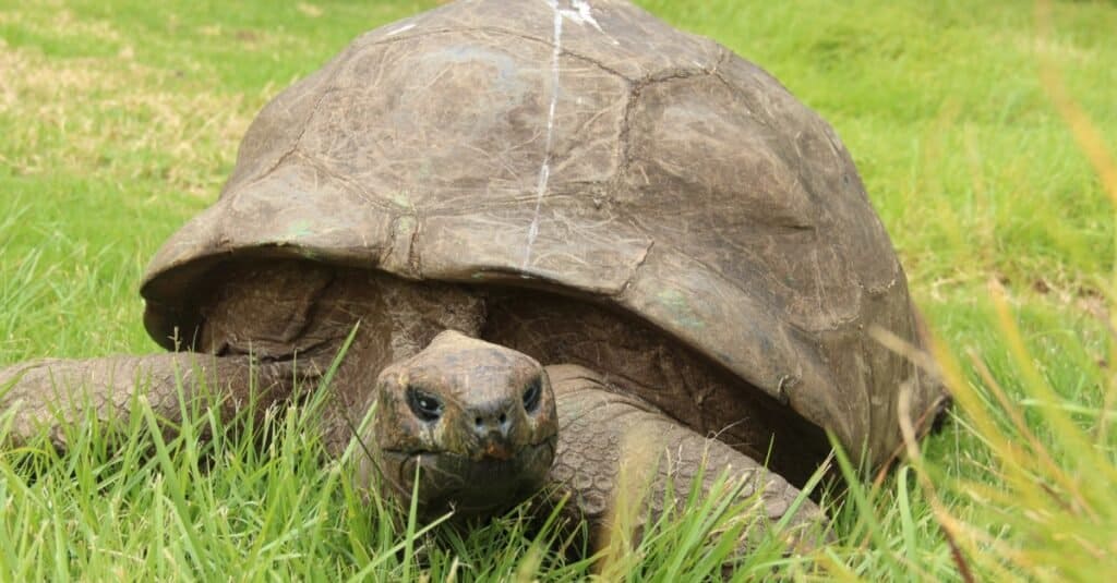 Oldest tortoise Jonathan born in 1832