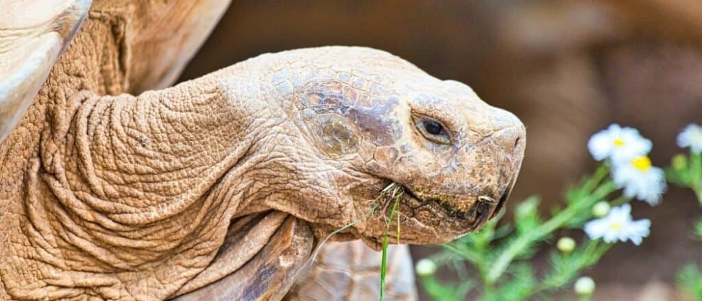oldest turtle
