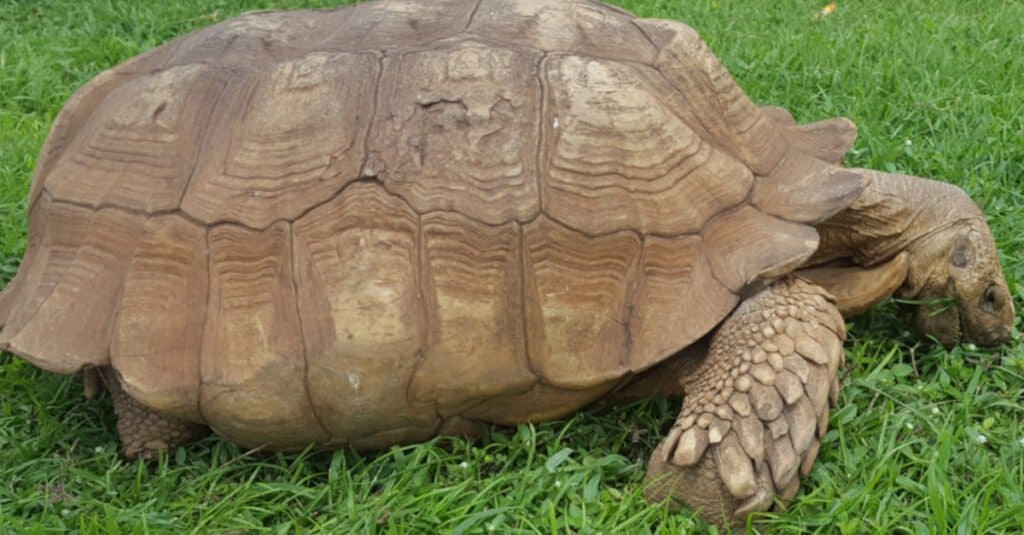 Oldest turtle Alagba