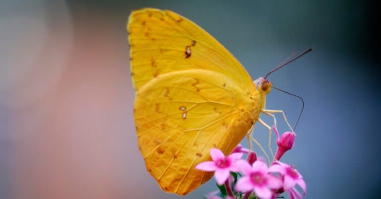 Yellow Animal – Orange-barred sulpher butterfly
