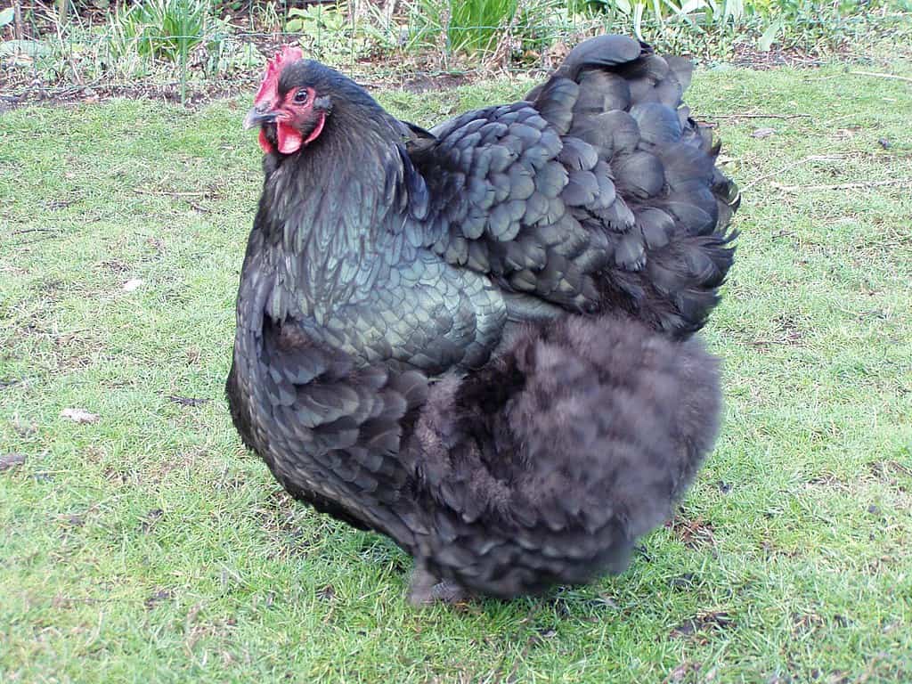 Orpington chicken