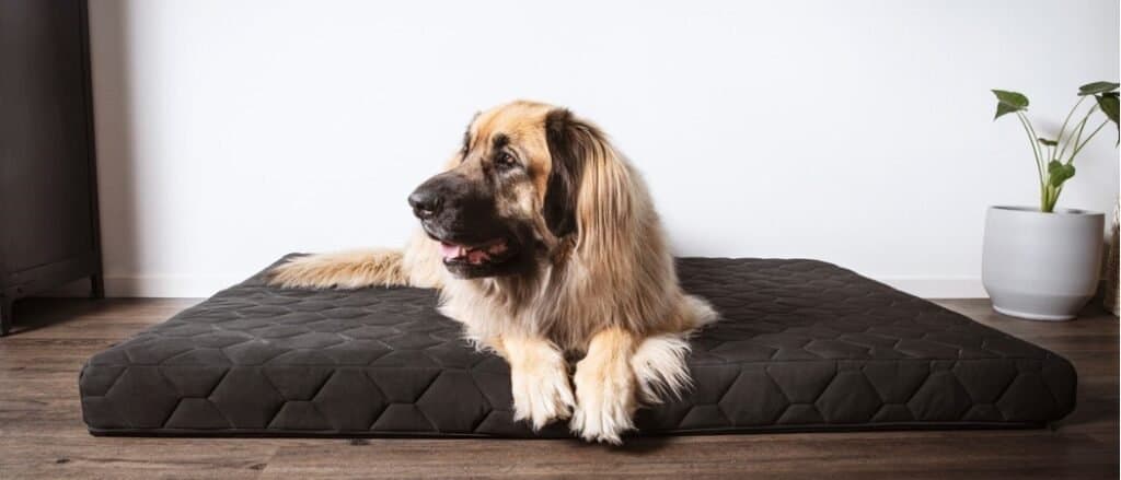 Leonberger on an orthopedic Dog Bed