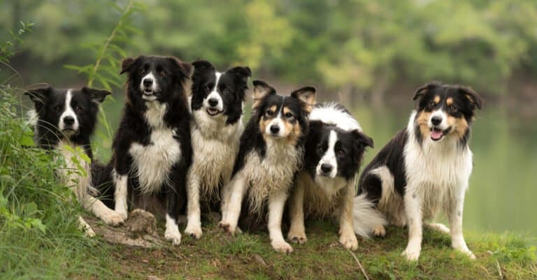 Animal Groups – Pack of Dogs