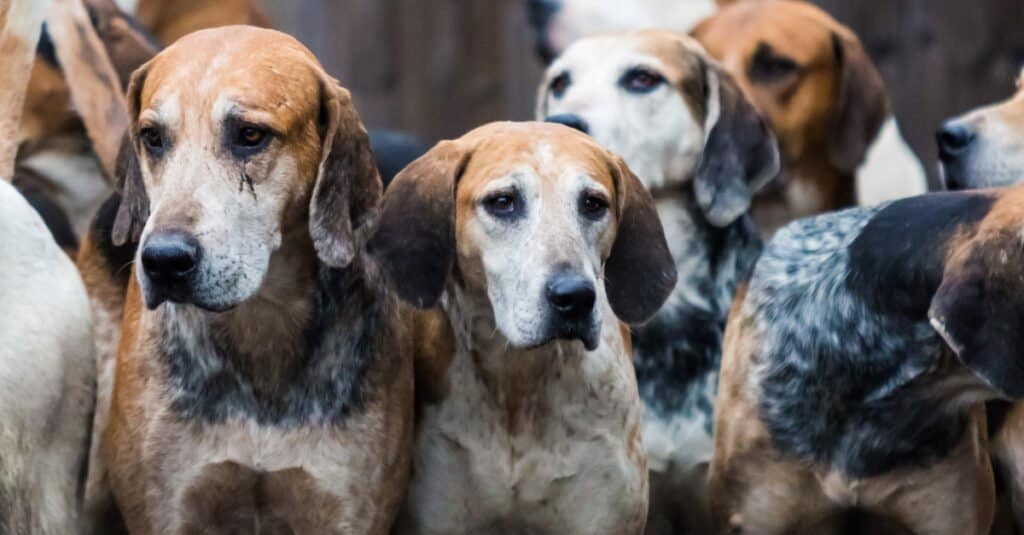 Pack of English Foxhounds