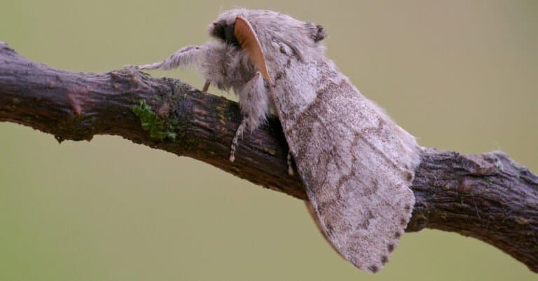 Animals That Look Like Plants - Pale Tussock Moth
