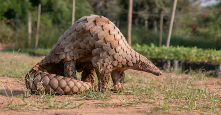 Animals that Eat Insects – Pangolin