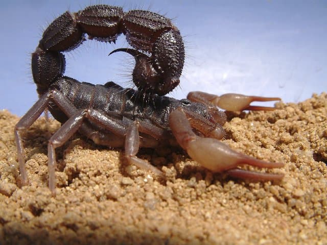 Transvaal Fat-Tailed Scorpion