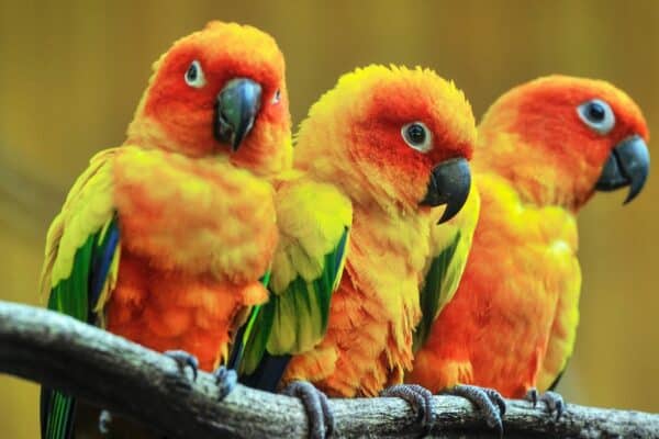 Conures are nicknamed “clowns” due to their constant attention-seeking behavior. They often hang upside down, sway back and forth, and dance.