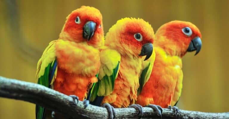 Three beautiful parakeets, Sun Conures, sitting on a tree branch.