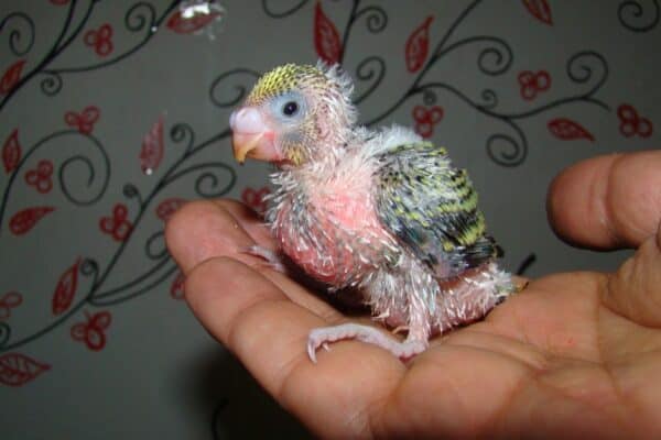 Baby budgie parakeet with stomach full, crop bulging.