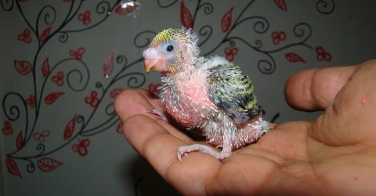 Baby budgie parakeet with stomach full, crop bulging.
