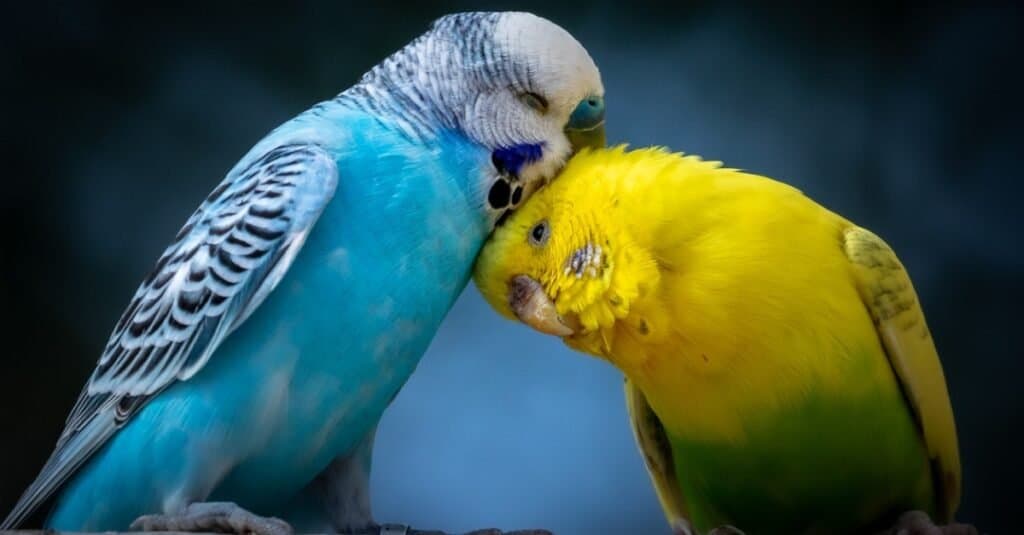 Two cute cuddling Parakeets (budgies) perched on branch.