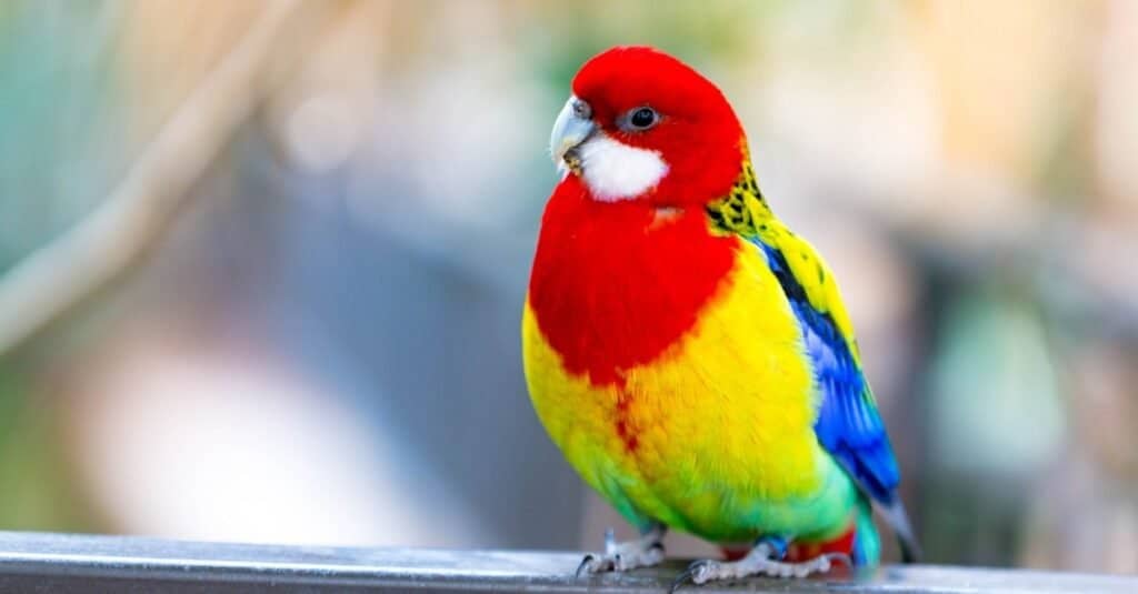 A parakeet, Eastern Rosella, sitting on the window sill.