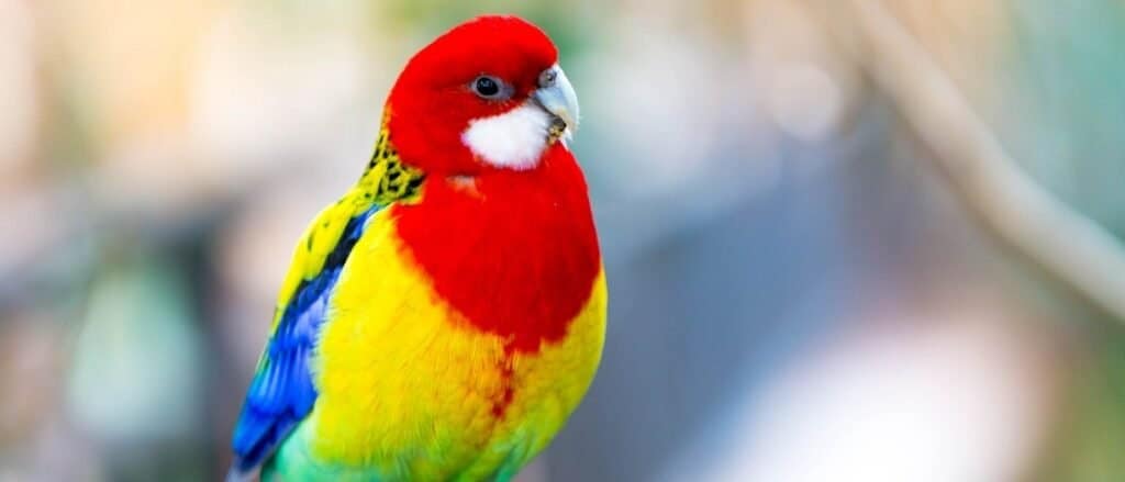 Alertness, Animal, Animal Themes, Animal Wildlife, Australia