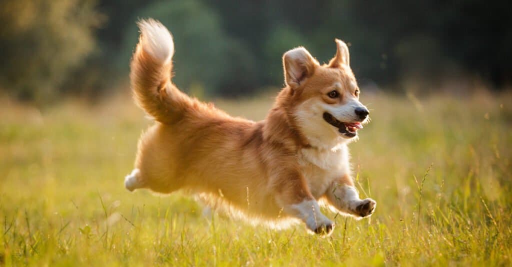 Pembroke Welsh Corgi Leaping in the Field