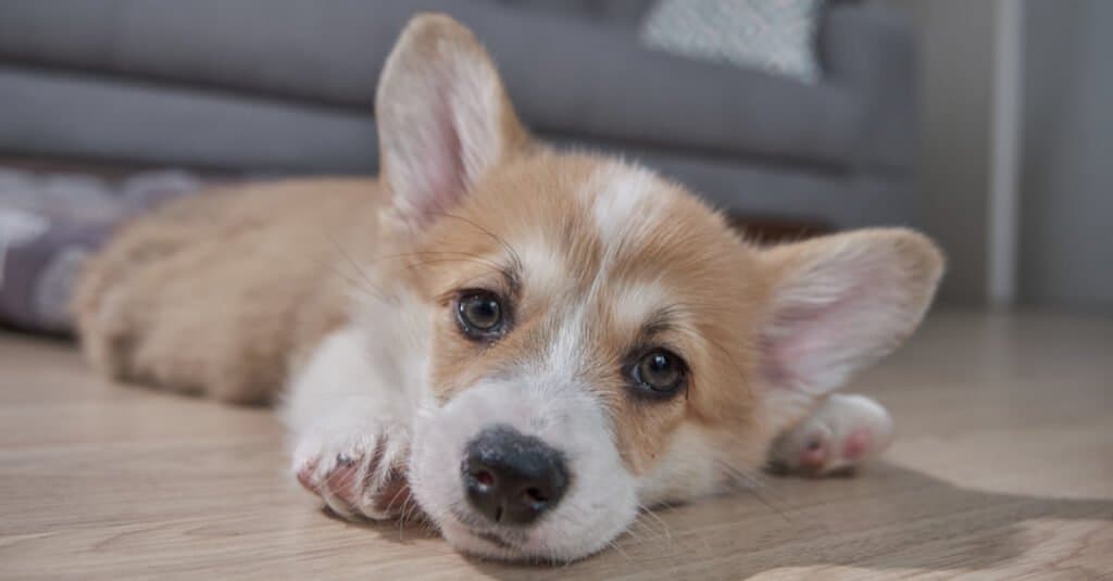 Pembroke Welsh Corgi Puppy