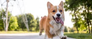 Pembroke Welsh Corgi Running