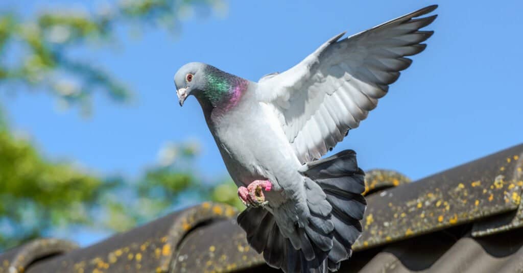 Pigeon in flight