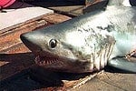 Porbeagle