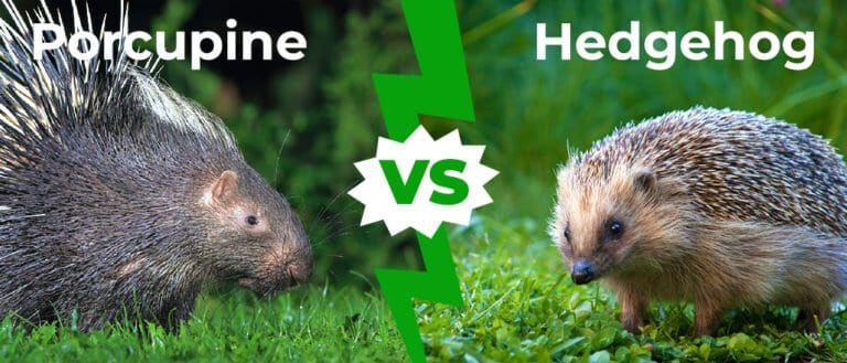 Porcupine vs Hedgehog