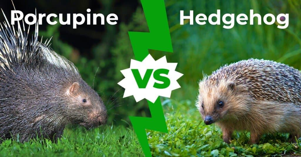 Porcupine vs Hedgehog