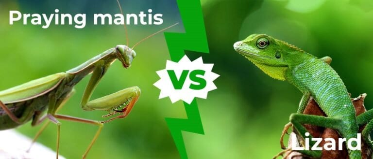 Praying Mantis vs Lizard