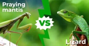 Praying Mantis vs Lizard: The 5 Key Differences Picture