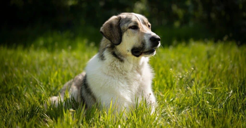 Profile of Anatolian Shepherd