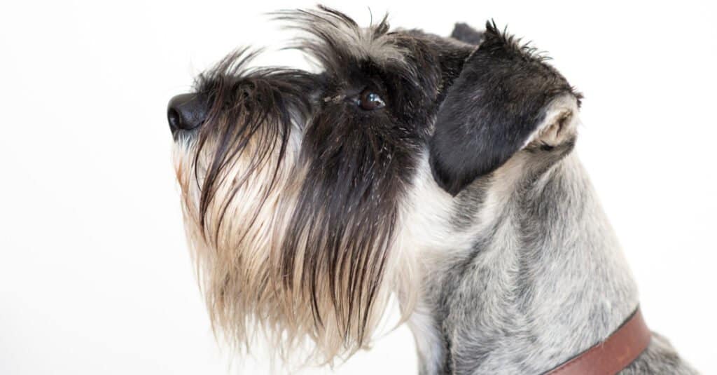 Profile of Standard Schnauzer