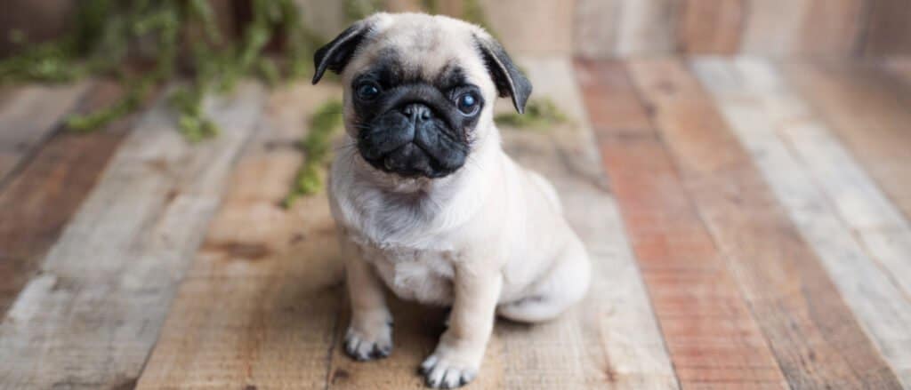 how long do pugs live in human years