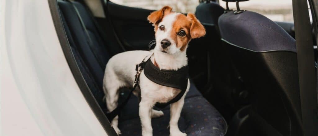 Best Puppy Harness