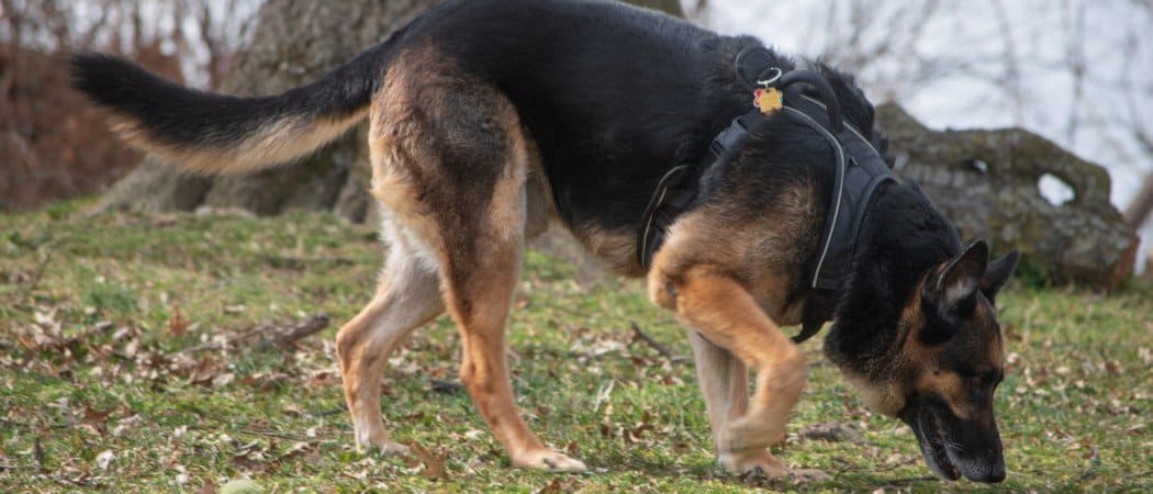 Best Rabbitgoo Dog Harness