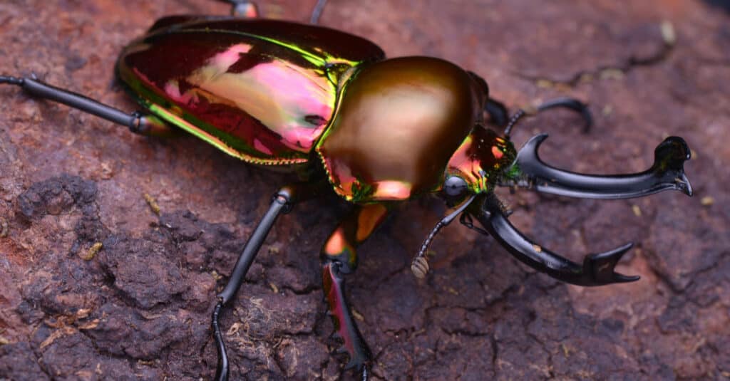 Rainbow Stag Beetle