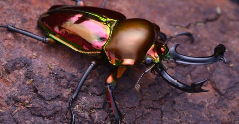 Rainbow Stag Beetle