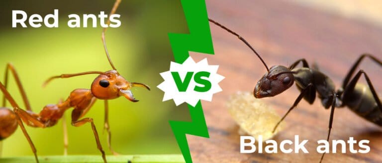 Red Ants vs Black Ants