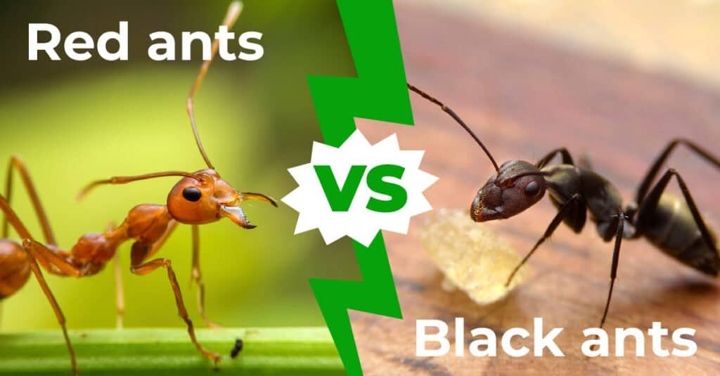 Red Ants vs Black Ants