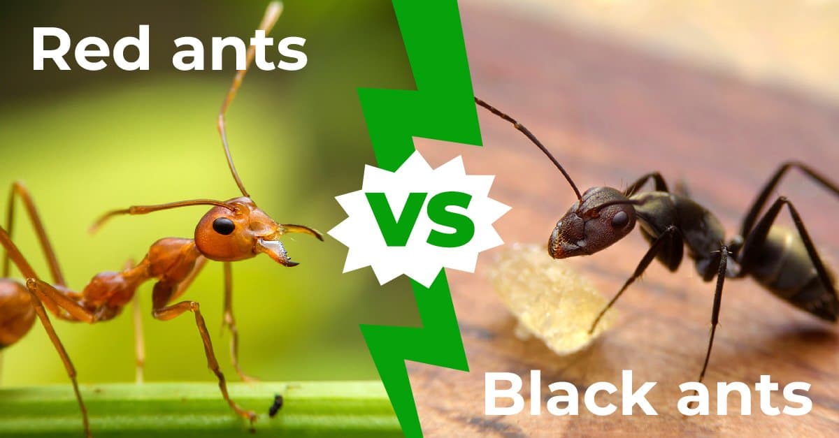 black ants bites