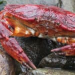 Red rock crab
