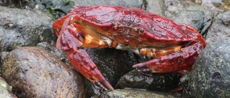 Red Rock Crab at low tide- header