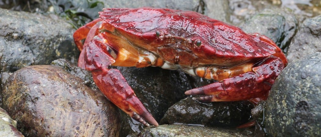 Rock Crab Animal Facts | Cancer productus - AZ Animals