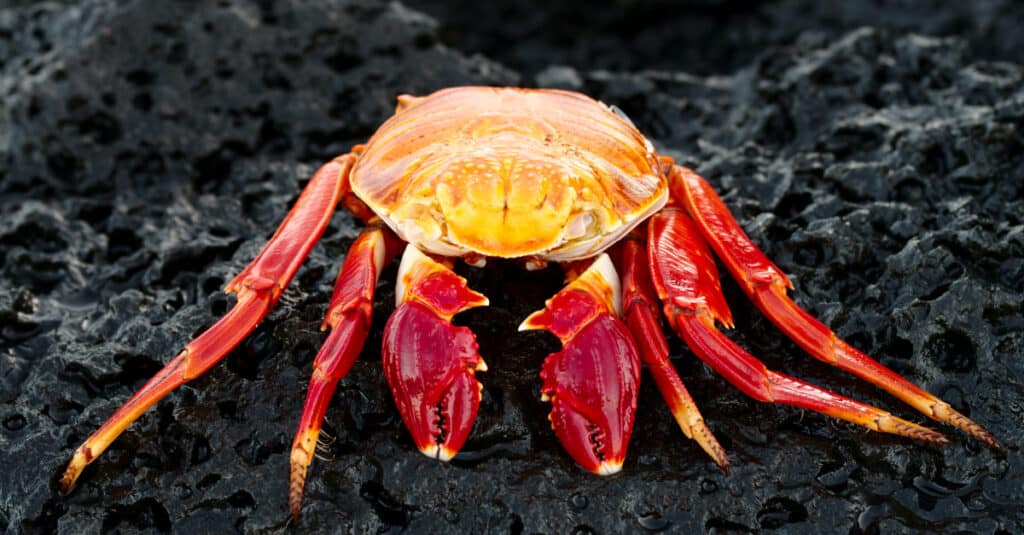 Red Rock Crab in the Galapagos