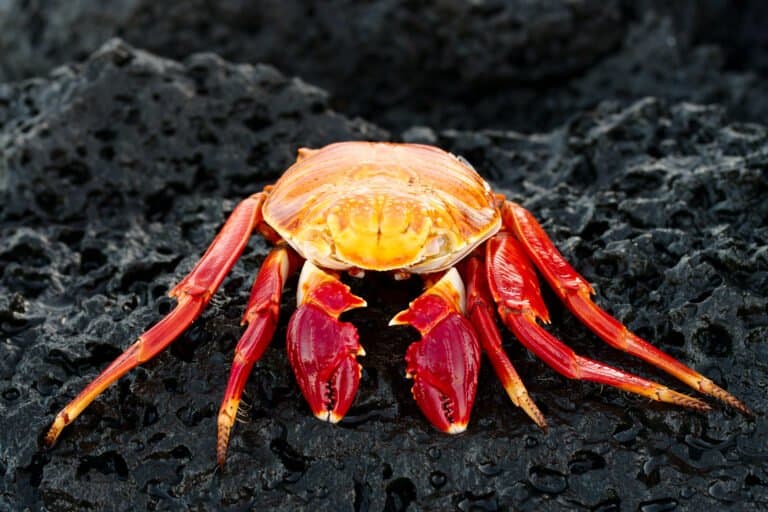 Red Rock Crab in the Galapagos