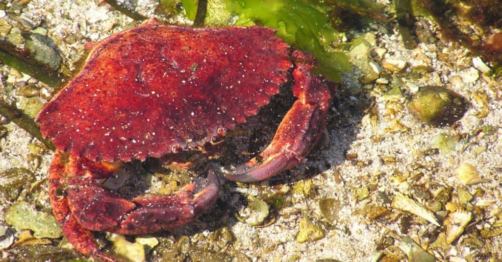  Crabe de roche rouge dans le sable 