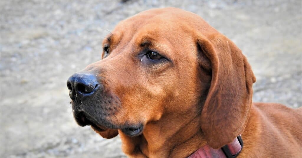 Redbone coonhound female close-up.