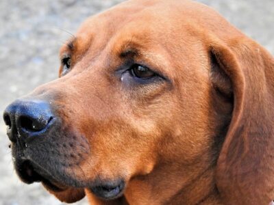 Redbone Coonhound Picture