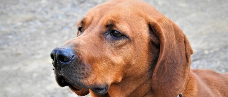 Redbone Coonhound close-up