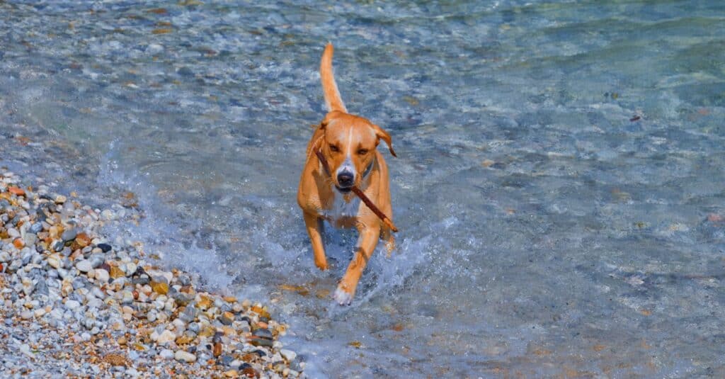 Redbone Coonhound dog running out of clear water with a stick in its mouth.